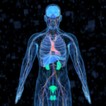 Chinese_Breakthrough_in_Predicting_Human_Organ_Aging_Unveiled