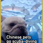 Chinese_Pets_Dive_into_Underwater_Adventures_with_Innovative_Capsules video poster