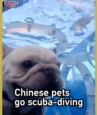 Chinese_Pets_Dive_into_Underwater_Adventures_with_Innovative_Capsules video poster