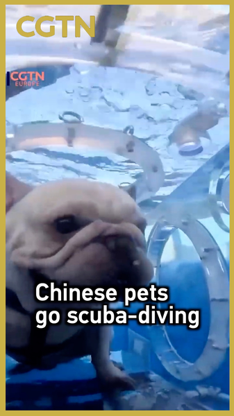 Chinese_Pets_Dive_into_Underwater_Adventures_with_Innovative_Capsules video poster