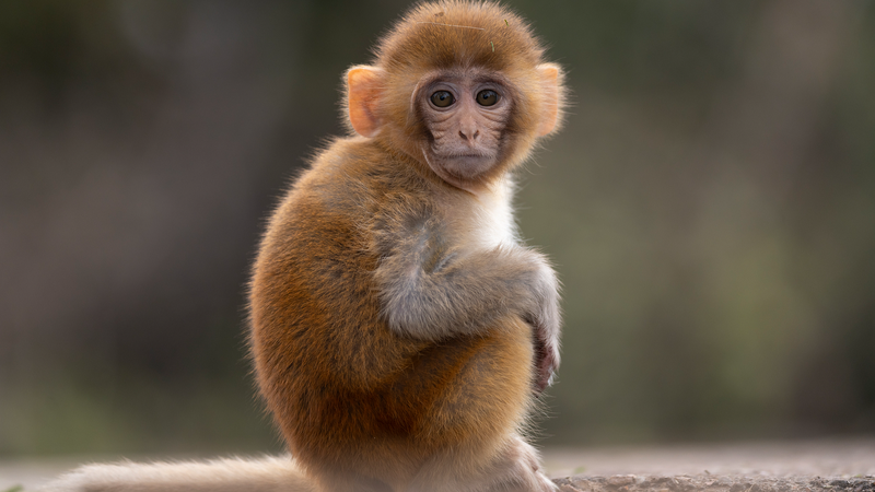 Chinese_Scientists_Map_Aging_in_Monkeys__Hint_at_Human_Health_Breakthroughs