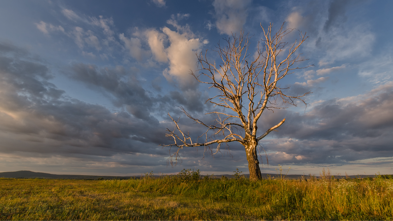 Chinese_Scientists_Map_Non_Photosynthetic_Vegetation_Nationwide__Revealing_Carbon_Cycle_Insights
