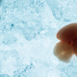 Chinese_Scientists_Unveil_Breakthrough_in_Live_Embryonic_Brain_Imaging - Khabar Asia Chinese_Scientists_Unveil_Breakthrough_in_Live_Embryonic_Brain_Imaging