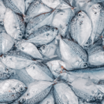 Chinese Study Reveals Global PFAS Contamination in Seafood, Health Risks Highlighted Chinese_Study_Reveals_Global_PFAS_Contamination_in_Seafood__Health_Risks_Highlighted