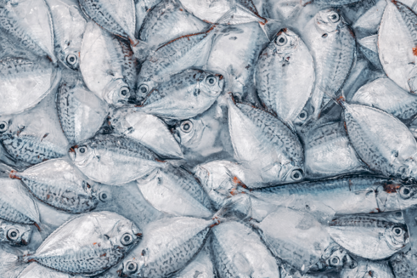 Chinese_Study_Reveals_Global_PFAS_Contamination_in_Seafood__Health_Risks_Highlighted