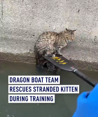 Dragon_Boat_Team_Saves_Kitten_During_Training_in_Suzhou video poster