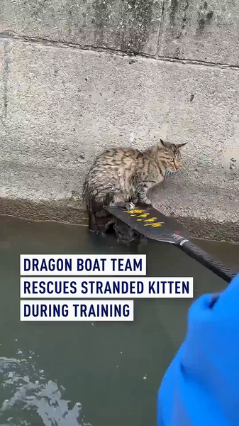 Dragon_Boat_Team_Saves_Kitten_During_Training_in_Suzhou video poster