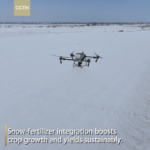 Drones_Revolutionize_Winter_Wheat_Fertilization_in_Xinjiang_s_Manas_County video poster