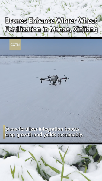 Drones_Revolutionize_Winter_Wheat_Fertilization_in_Xinjiang_s_Manas_County video poster