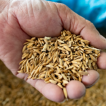 FAO_Boosts_Afghan_Wheat_Production_Amid_Rising_Food_Insecurity