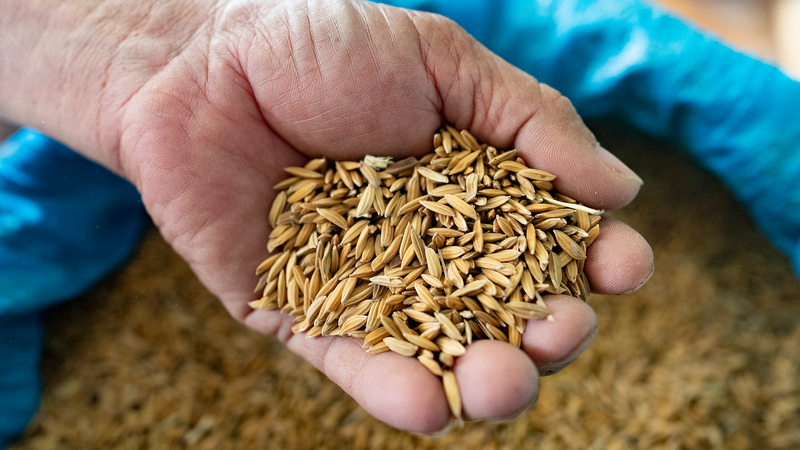 FAO_Boosts_Afghan_Wheat_Production_Amid_Rising_Food_Insecurity