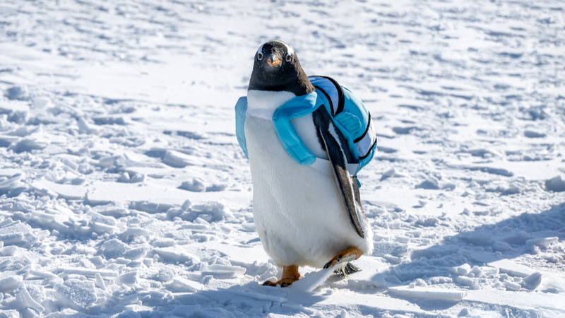 Penguin Stars Steal Show at Daqing’s Winter Festival