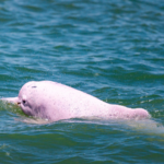 First_Documentary_on_Chinese_White_Dolphin_Premieres_Nationwide_in_2025 - Khabar Asia First_Documentary_on_Chinese_White_Dolphin_Premieres_Nationwide_in_2025