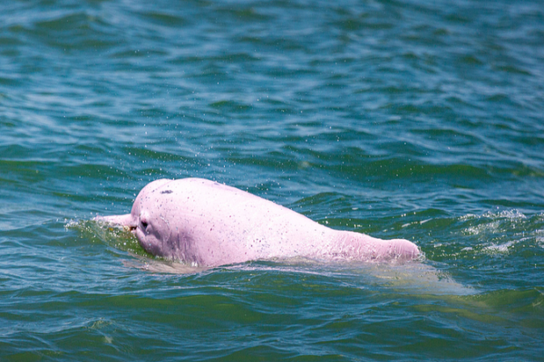 First_Documentary_on_Chinese_White_Dolphin_Premieres_Nationwide_in_2025