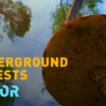 Fungi_s_Crucial_Role_in_Ecosystems_Faces_Growing_Threats_in_2025_poster - Khabar Asia Fungi_s_Crucial_Role_in_Ecosystems_Faces_Growing_Threats_in_2025 video poster