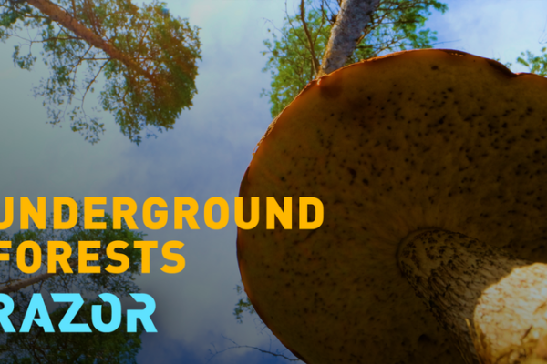 Fungi_s_Crucial_Role_in_Ecosystems_Faces_Growing_Threats_in_2025 video poster