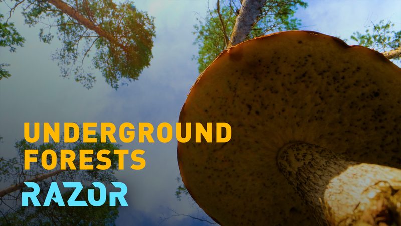 Fungi_s_Crucial_Role_in_Ecosystems_Faces_Growing_Threats_in_2025_poster - Khabar Asia Fungi_s_Crucial_Role_in_Ecosystems_Faces_Growing_Threats_in_2025 video poster