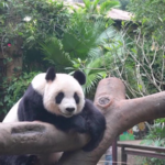 Giant_Pandas_Thrive_in_Hainan__Captivate_Global_Audience video poster
