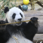 Giant_Pandas_Thrive_in_Hainan__Captivating_Global_Audience video poster