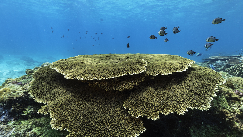 Hainan_s_Coastal_Waters_Maintain_High_Ecological_Standards_in_2025 - Khabar Asia Hainan_s_Coastal_Waters_Maintain_High_Ecological_Standards_in_2025