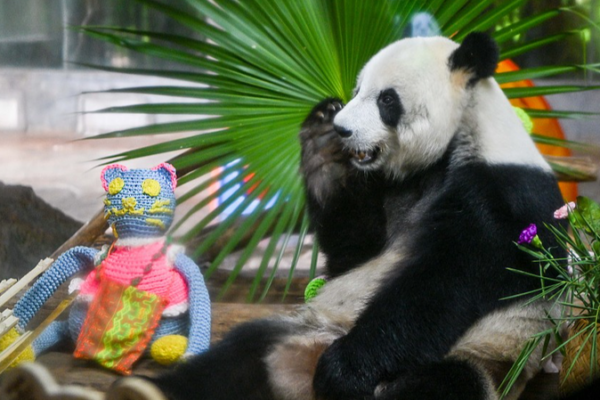 Hainan_s_Giant_Pandas_Delight_Visitors_with_Playful_Antics_in_2025 video poster