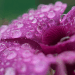 Hainan_s_Orchid_Boom_Blossoms_Into_Economic_Powerhouse