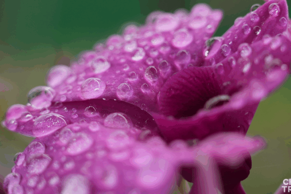 Hainan_s_Orchid_Boom_Blossoms_Into_Economic_Powerhouse