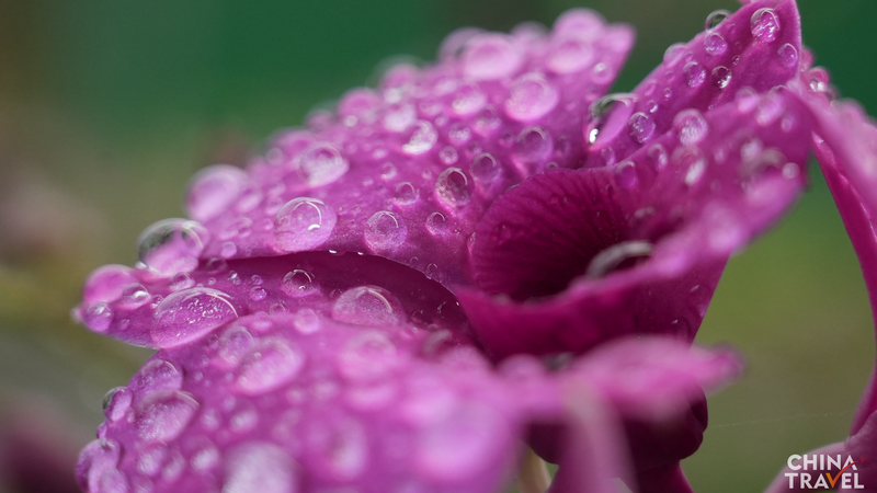 Hainan_s_Orchid_Boom_Blossoms_Into_Economic_Powerhouse