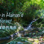 Hainan_s_Rainforest__Where_Conservation_Meets_Economic_Ambition video poster