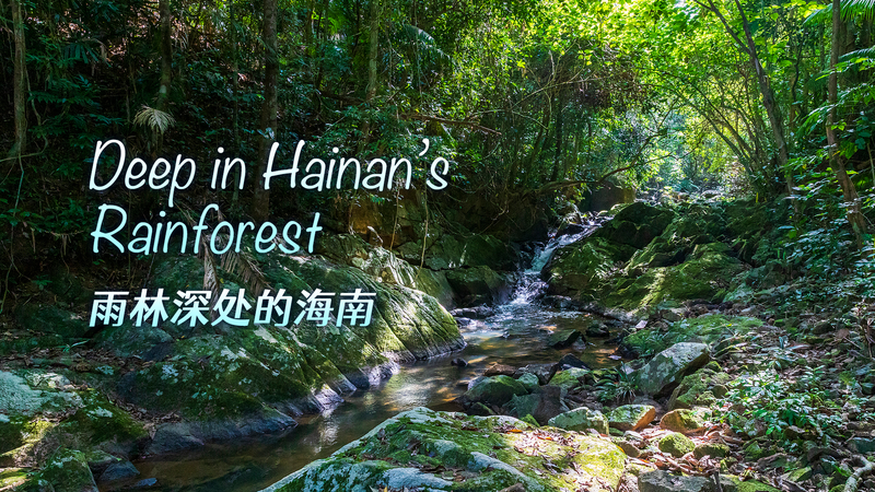 Hainan_s_Rainforest__Where_Conservation_Meets_Economic_Ambition_poster - Khabar Asia Hainan_s_Rainforest__Where_Conservation_Meets_Economic_Ambition video poster