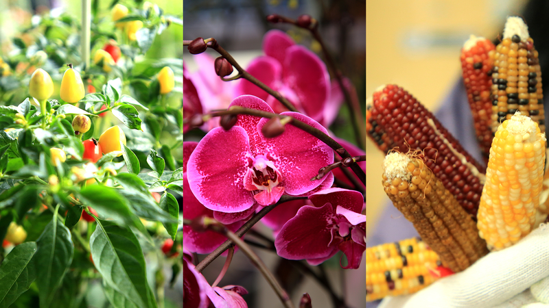 High_Tech_Farming_Blossoms_in_Shandong__Beauty_Meets_Prosperity