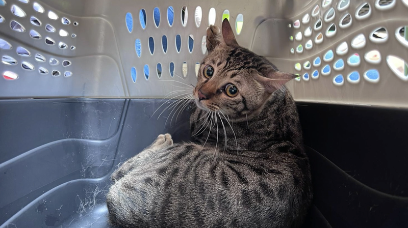 Hong_Kong_Fire_Sparks_Pet_Rescue_Efforts_Amid_Tragedy_poster - Khabar Asia Hong_Kong_Fire_Sparks_Pet_Rescue_Efforts_Amid_Tragedy video poster