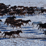 Hulun_Buir_Horses_Gallop_Into_2026_Year_of_the_Horse_Celebrations - Khabar Asia Hulun_Buir_Horses_Gallop_Into_2026_Year_of_the_Horse_Celebrations