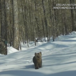 Inner_Mongolia_s_Wildlife_Thrives_as_Conservation_Efforts_Bear_Fruit video poster