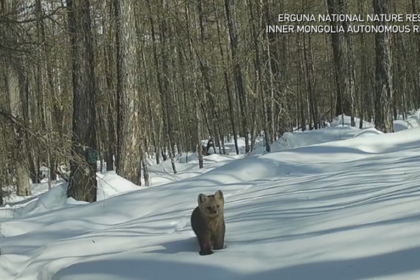 Inner_Mongolia_s_Wildlife_Thrives_as_Conservation_Efforts_Bear_Fruit video poster