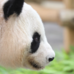 Japan_Theme_Park_Innovates_with__Keeper_Experiences__Amid_Panda_Shortage