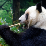 Japan_s_Last_Pandas_Depart_in_January__Ending_50_Year_Chapter