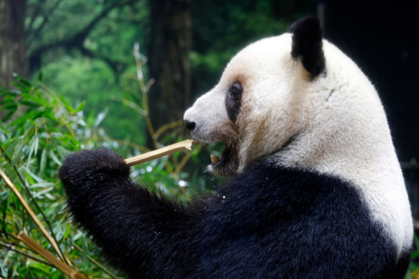 Japan_s_Last_Pandas_Depart_in_January__Ending_50_Year_Chapter