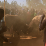 Kenya_s_Bullfighting_Tradition_Thrives_in_2025_Amid_Cultural_Preservation