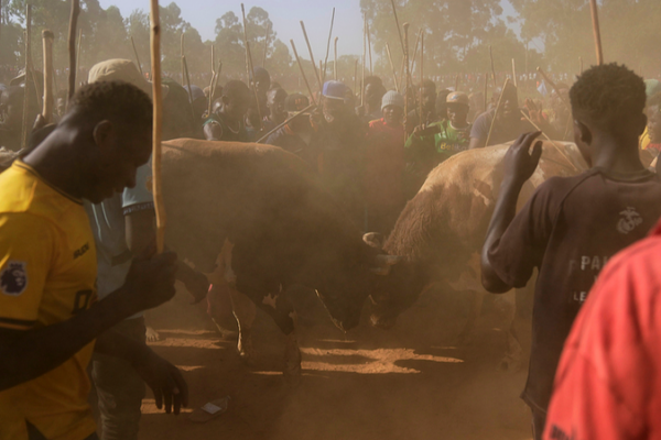 Kenya_s_Bullfighting_Tradition_Thrives_in_2025_Amid_Cultural_Preservation
