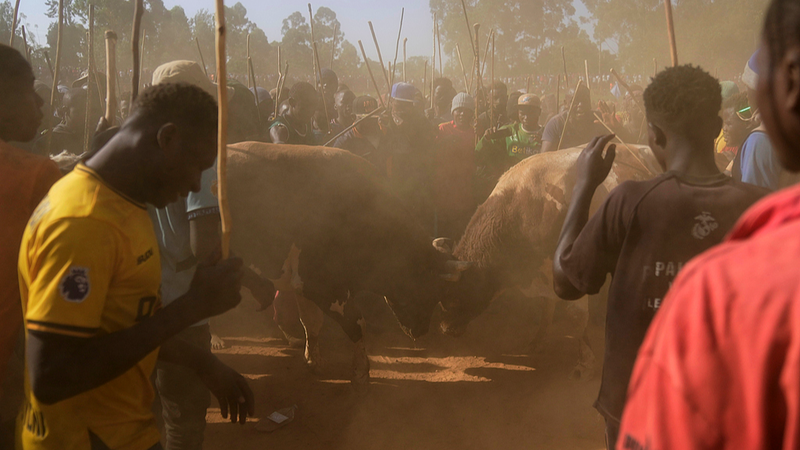 Kenya_s_Bullfighting_Tradition_Thrives_in_2025_Amid_Cultural_Preservation