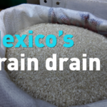 Mexico_Shifts_Grain_Strategy_Amid_US_Trade_Tensions video poster