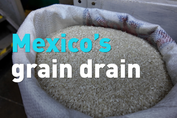 Mexico_Shifts_Grain_Strategy_Amid_US_Trade_Tensions video poster