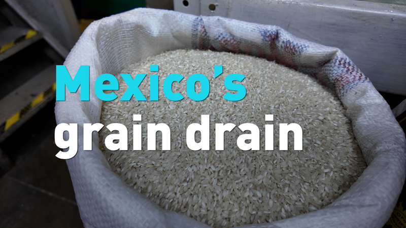 Mexico_Shifts_Grain_Strategy_Amid_US_Trade_Tensions_poster - Khabar Asia Mexico_Shifts_Grain_Strategy_Amid_US_Trade_Tensions video poster