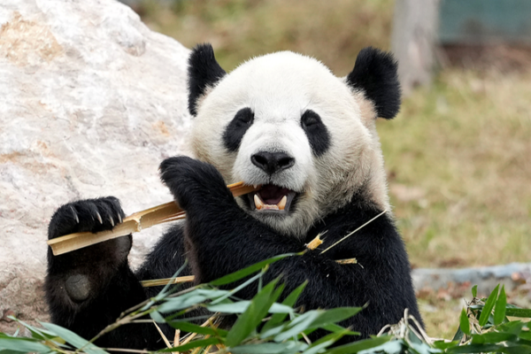 Mianyang_China_Giant_Panda_Garden_Opens_as_New_Conservation_Hub