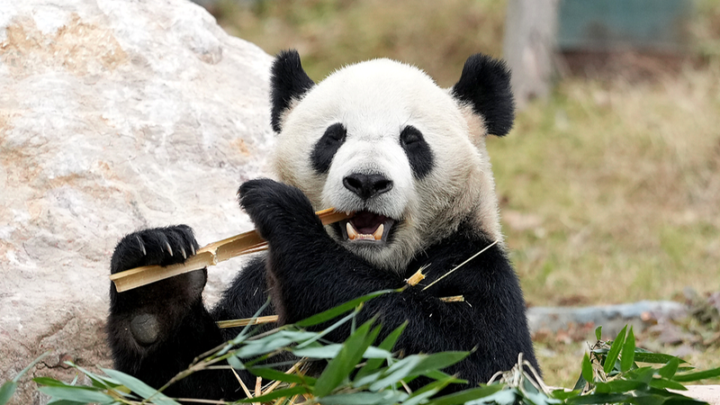 Mianyang_China_Giant_Panda_Garden_Opens_as_New_Conservation_Hub