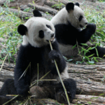 Panda_Diplomacy_Strengthens_Sino_French_Ties_in_2025