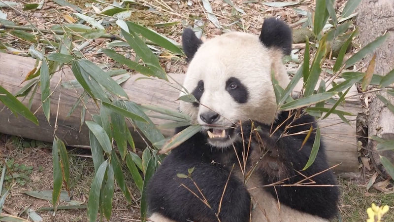 Pandas_Return_to_China_Mark_13_Years_of_France_Friendship video poster