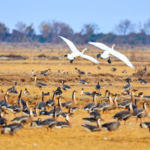 Poyang_Lake_Hosts_Record_Winter_Bird_Migration_in_2025