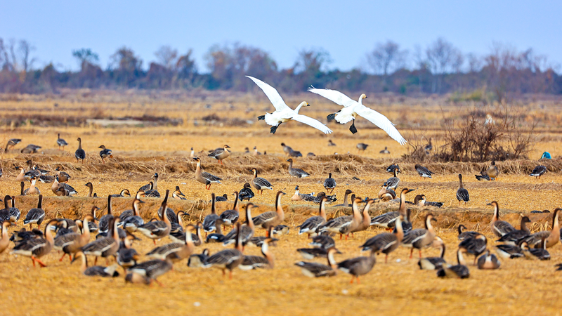 Poyang_Lake_Hosts_Record_Winter_Bird_Migration_in_2025